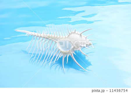 ホネガイ 11436754