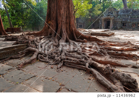 Tree roots in Ta Prohm Temple. Angkor. Cambodia 11436962