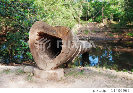 Heart from tree Tetrameles nudiflora 11436965