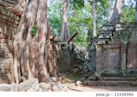 Ta Prohm Temple. Angkor. Cambodia 11436966