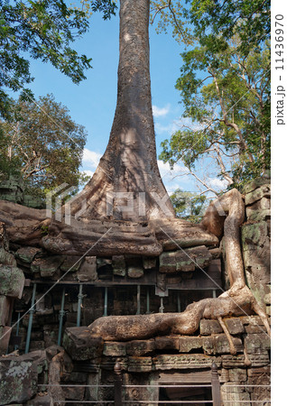 Ta Prohm Temple. Angkor. Cambodia 11436970