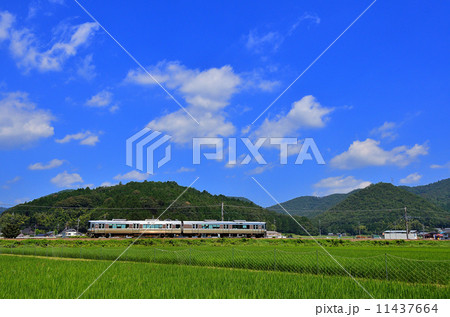 鉄道　　列車　山陰本線　京都口　221系　園部~船岡　夏空　夏　青稲　稲　田んぼ　田園　国鉄色　特急　JR西日本　嵯峨野線　ローカル　普通 11437664