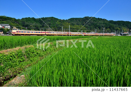 鉄道　　列車　山陰本線　京都口　381系　千代川～八木　初夏　夏　青稲　稲　田んぼ　田園　国鉄色　特急　JR西日本　嵯峨野線　きのさき　はしだて 11437665