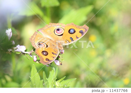 タテハモドキ 11437766