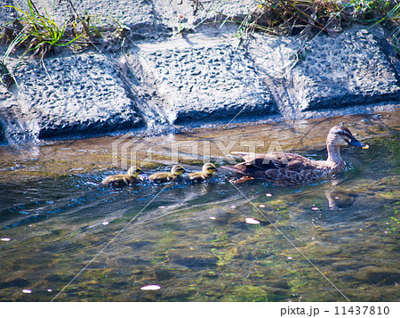 カルガモの子育て カルガモの子育て 11437810