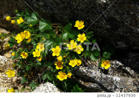 ミヤマキンバイ 11437930