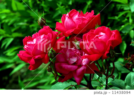 バラの花 11438094