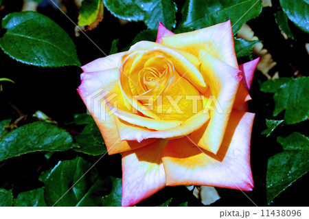 バラの花 11438096