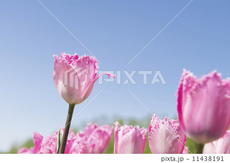 チューリップ(空バック) チューリップ(空バック) 11438191