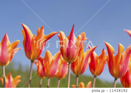 チューリップ(空バック) チューリップ(空バック) 11438192