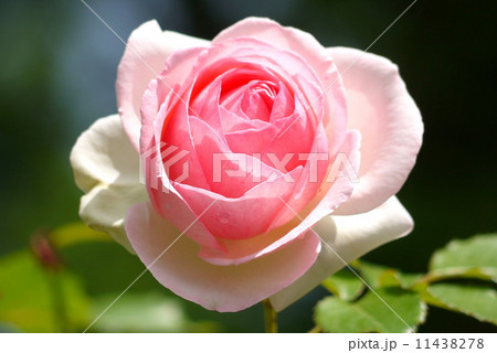 薔薇:ピエール・ ドゥ ・ロンサール 薔薇:ピエール・ ドゥ ・ロンサール 11438278
