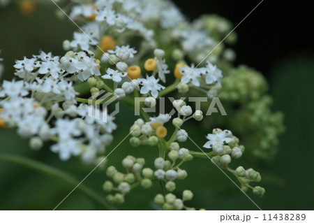 自然　植物　ソクズ、夏にニワトコのような花を咲かせます。花自体には蜜はなく黄色く見える部分（腺体）に蜜があるらしいです 11438289
