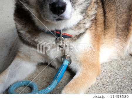 犬のリード 11438580