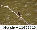カワセミ 11438613