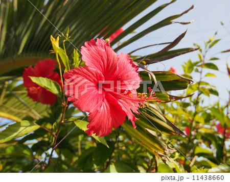 宮古島風景写真　 11438660