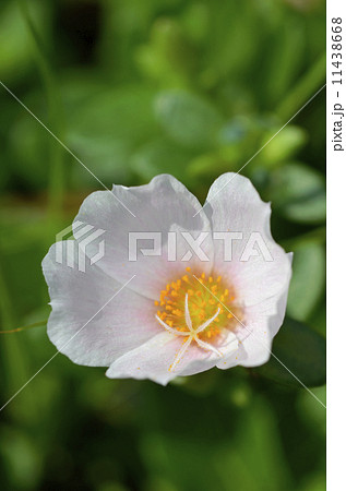 ポーチュラカ（花滑りひゆ） 11438668