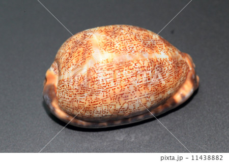 ヤクシマダカラの写真素材 1143