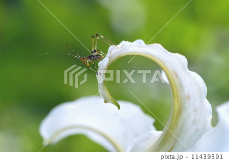 ユリの花びらにバッタ 11439391
