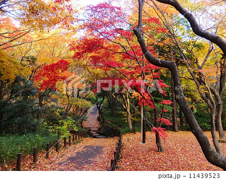 紅葉が映える北の丸公園の散歩コース。 11439523