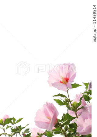 ムクゲ 11439814