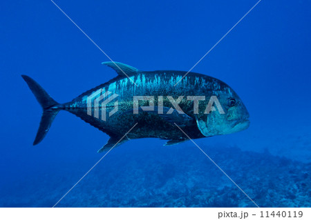 ロウニンアジ 11440119