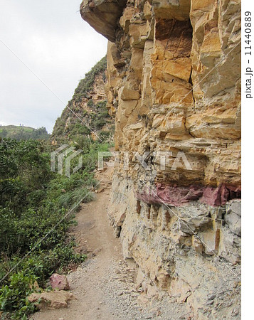 カラヒア 11440889