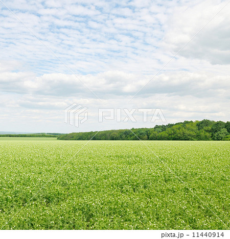 green field and blue sky with light clouds 11440914