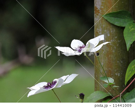 テッセンの花 11441009