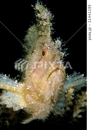 ハダカハオコゼ 11441195