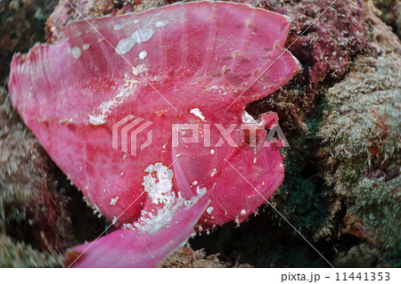 ハダカハオコゼ 11441353