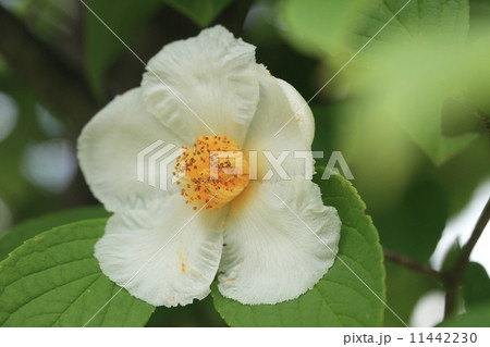 自然 植物 ナツツバキ 自然 植物 ナツツバキ 11442230