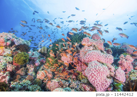 南国リゾートイメージ水中風景 11442412