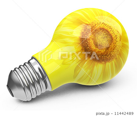 the light bulb 11442489