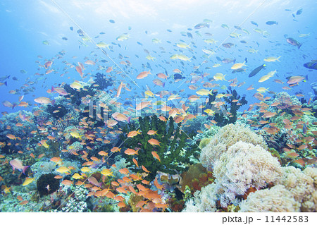 南国リゾートイメージ水中風景の写真素材