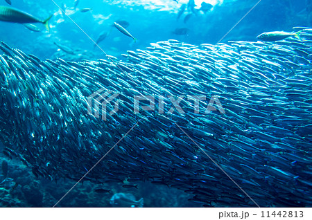 aquarium aquarium 11442813