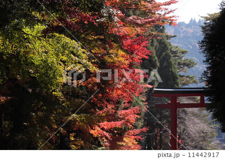 霧島神宮の紅葉 の写真素材