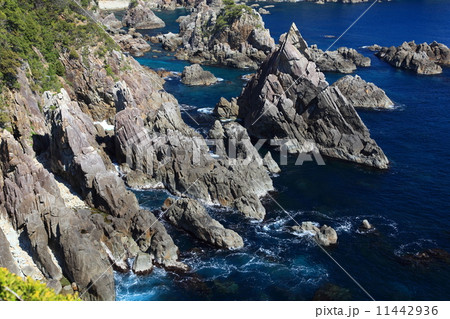 海金剛 11442936