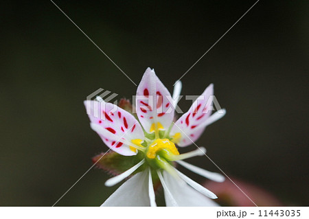 ユキノシタの花 11443035