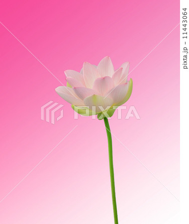 蓮 蓮 11443064