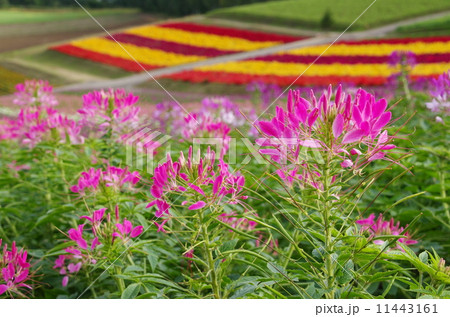花畑 11443161