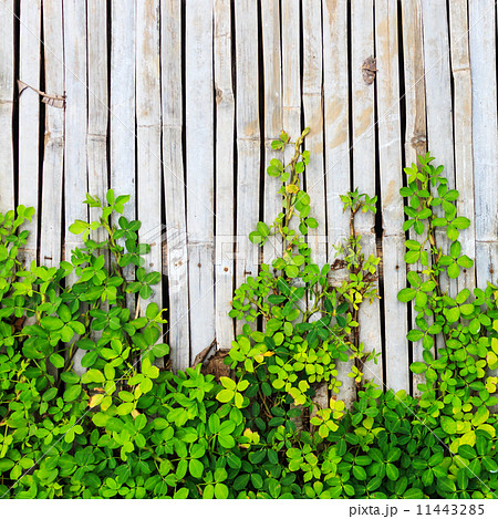 Green leaf border on bamboo panel background 11443285