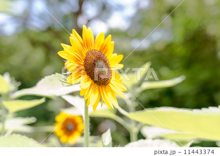 ヒマワリF1ソーラーパワー ヒマワリF1ソーラーパワー 11443374
