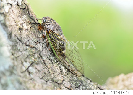 オリーブの木で休むクマゼミ 11443375