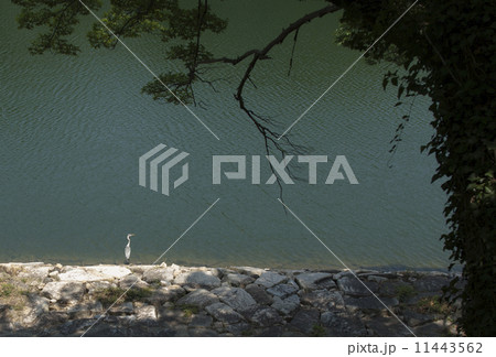 堀と鳥 堀と鳥 11443562