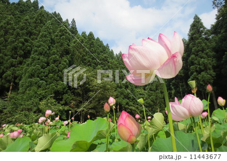 夏と蓮の花 夏と蓮の花 11443677