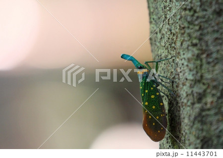 Lantern Fly（ビワハゴロモ） 11443701