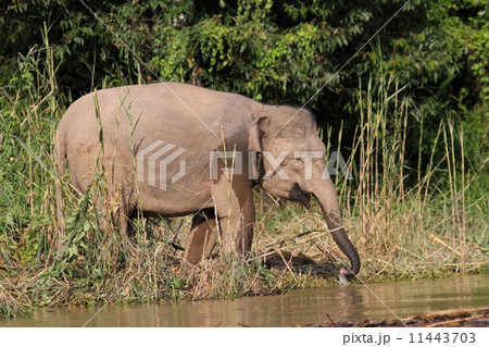 ボルネオゾウ 11443703