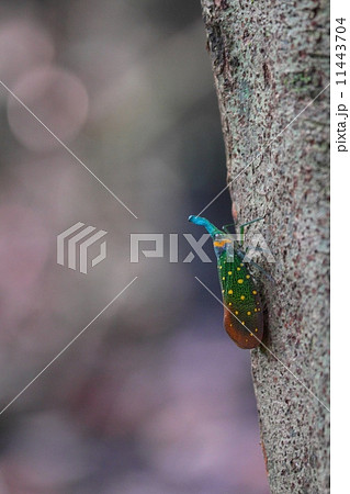 Lantern Fly（ビワハゴロモ） 11443704