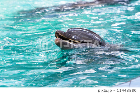 dolphin 11443880