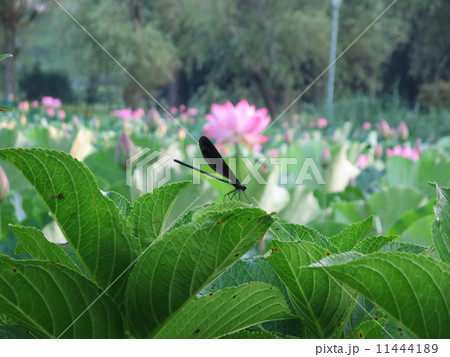 ハグロトンボ(カミサマトンボ)と蓮と紫陽花の葉 ハグロトンボ(カミサマトンボ)と蓮と紫陽花の葉 11444189